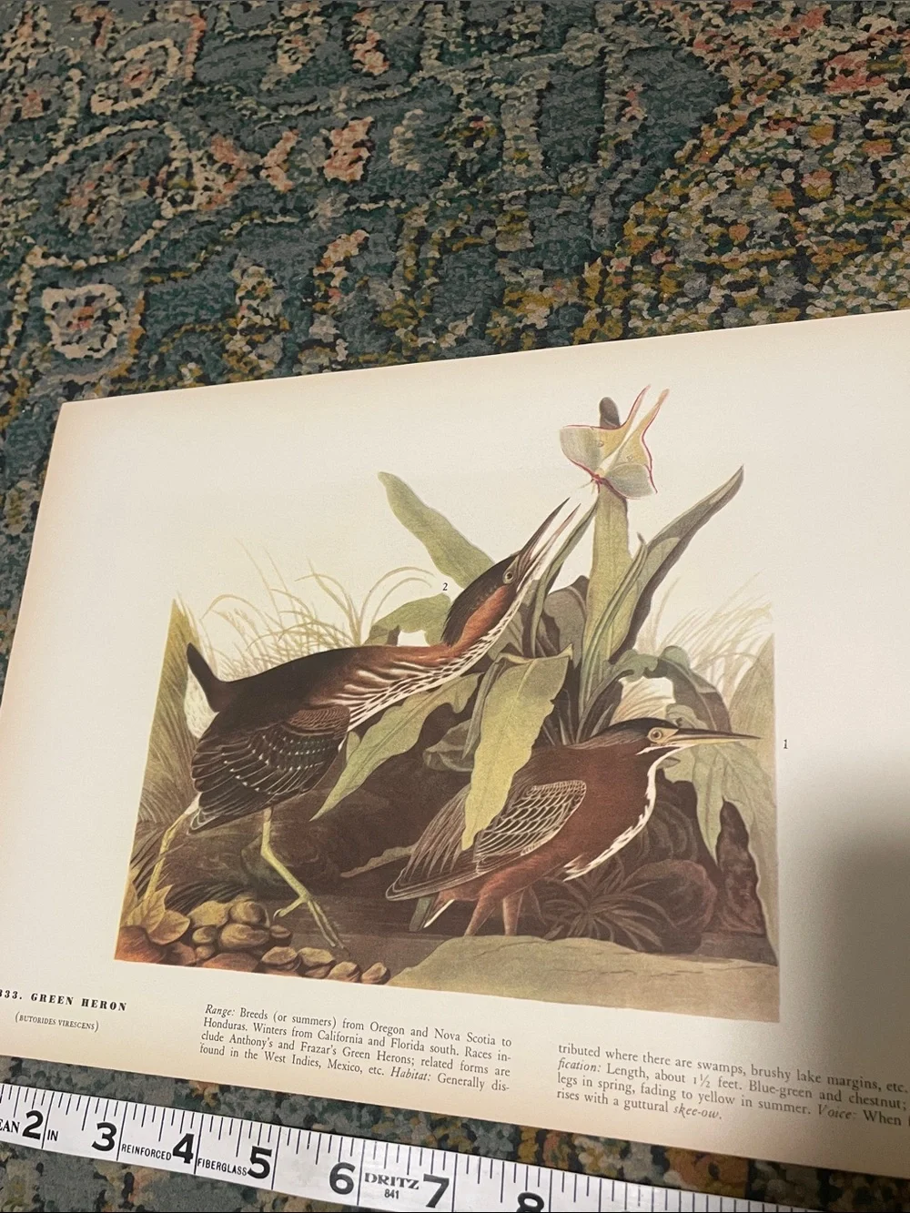 Vintage Green Heron Nature Print Wall Art - Brown and Green